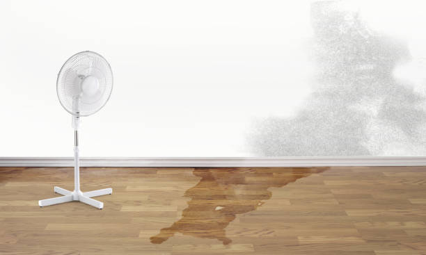 Best Ceiling water damage repair  in Madison, NE