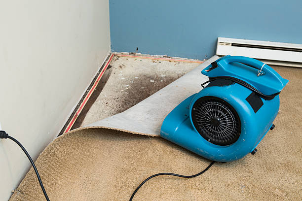Best Mold removal after water damage  in Madison, NE